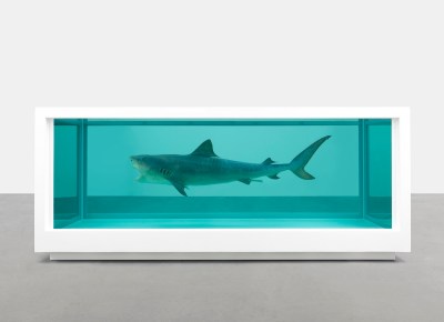 A shark suspended in a box filled with formaldehyde.